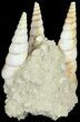 Fossil Gastropod (Haustator) Cluster - Damery, France #62501-1